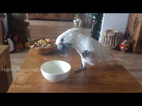 Clever Cockatoo Uses Bowl and Spoon to Eat Yogurt