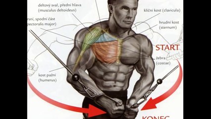 Bodybuilding Exercises for Beginners