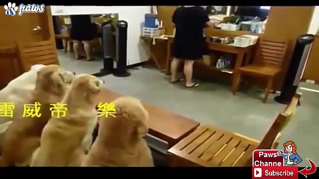 Best Trained & Disciplined Dogs