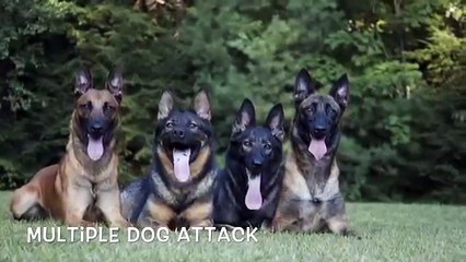 Multiple Dog Attack by Protection Dogs Plus