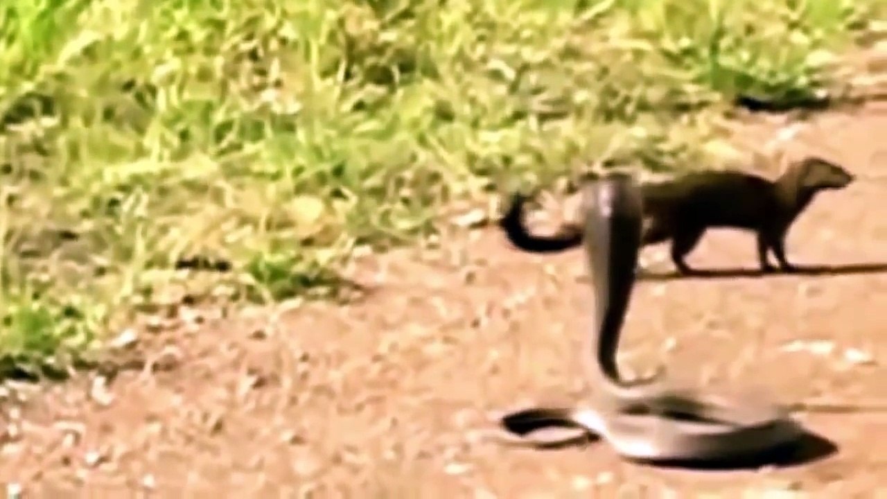 Snake vs Mongoose