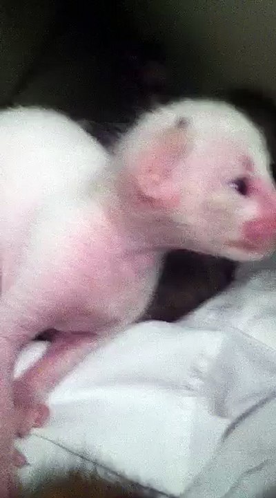 albino cat