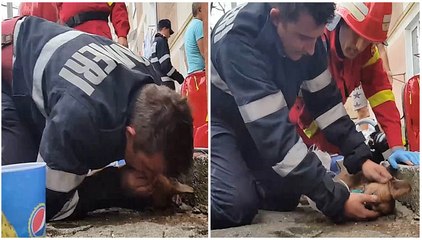 Bombeiro salva a vida de um cão com respiração boca-a-boca! É impressionante!