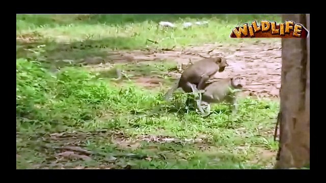 A dog kidding with Monkeys\Monkeys are kidding with people's full video clip