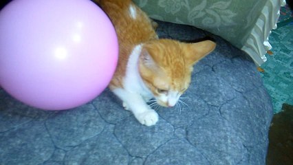 cat playing with baloons