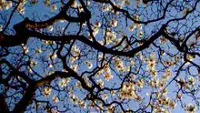 Magnolia