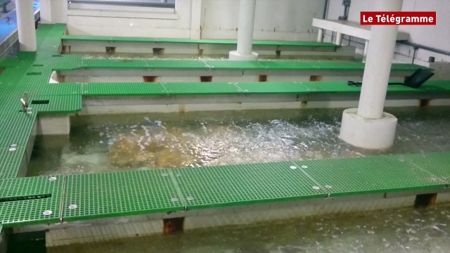 Plougasnou (29). Global Sea Food : huîtres et homards vendus sur Amazon.fr !