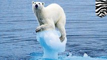 Melting sea ice could wipe out one third of world’s polar bears by 2050, study says