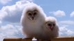 BBC Мир Природы.Совы По ту сторону тайны / The Natural World. Super Powered Owls (2015) HD1080p