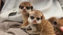 Zoo Celebrates The Birth Of the Cutest Ever Meerkat Pups