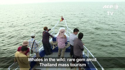 Whales in the wild: rare gem amid Thailand mass tourism