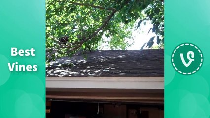 The Funniest Cutest Animal Home Video Bloopers - Funny Pet Videos