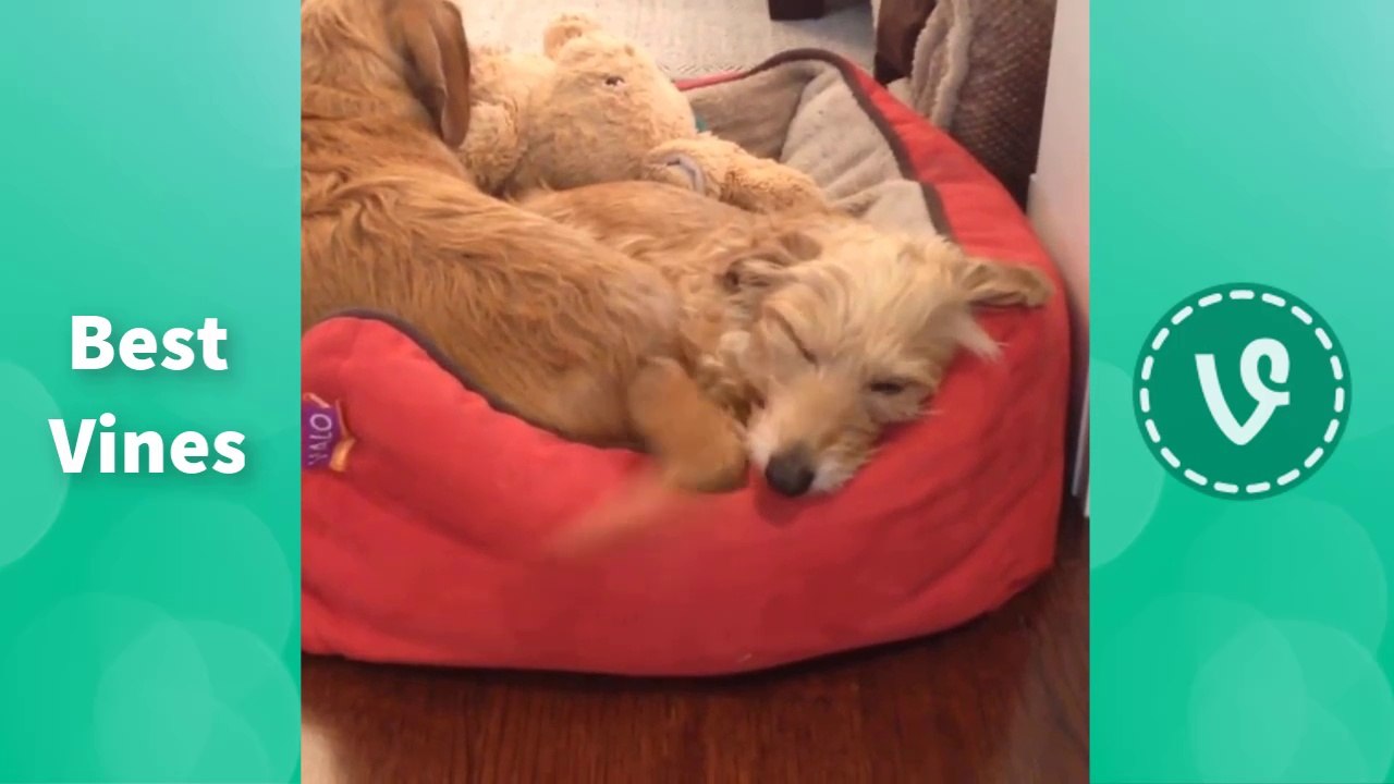 The Funniest Cutest Animal Home Video Bloopers - Funny Pet Videos #1