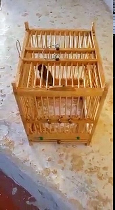 ‎Un Chardonneret bien dompter  de : الحسون لبناني