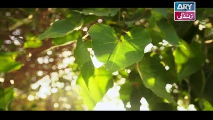 Babul Ki Duayen Leti Ja - Episode 30 on Ary Zindagi in High Quality - 13th December 2016