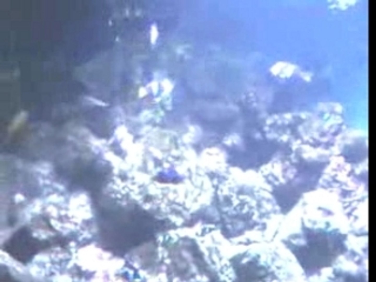 ⁣Aquarium marin