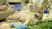Cute Baby Wolf Puppy Playing at the San Diego Zoo