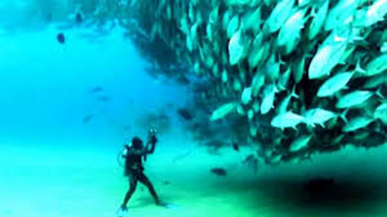 Sea Life  Aabi Zindage ( The Mariana Trench)