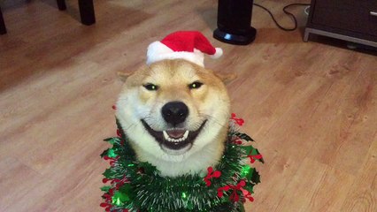 Shiba Inu ready for the holiday season