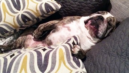 Lazy bulldog refuses to go outside, growls in protest