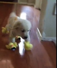 This golden retriever pup has duck pyjamas and...