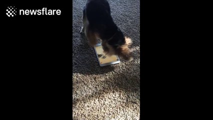 This puppy is an extremely energetic iPad gamer