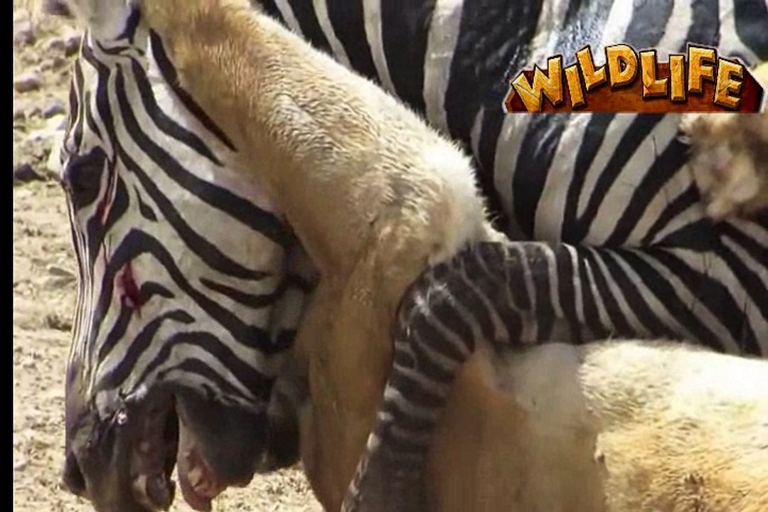 Wild Life video | loin attacks