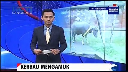 Kerbau untuk Upacara Adat Mengamuk