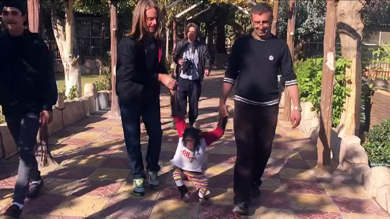 Rauchender Affe aus dem Irak findet ein neues Zuhause