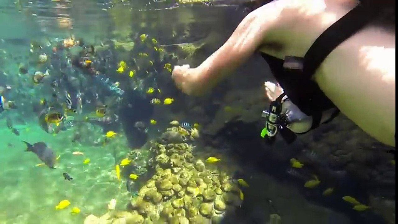 Point of View (POV) - Rainbow Reef   Aulani, a Disney Resort & Spa