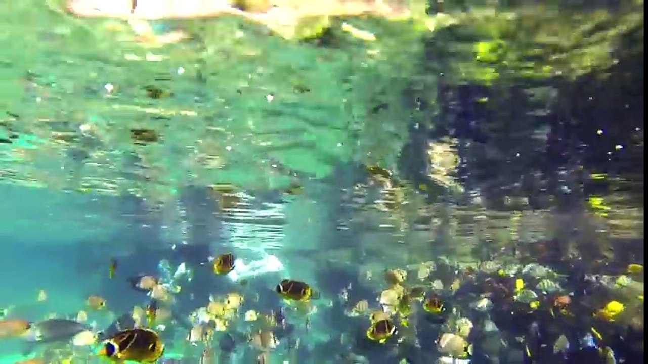 Under the Sea in Rainbow Reef   Aulani Resort & Spa