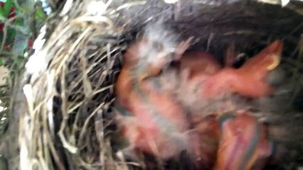 Amazing Baby Bird Hatching 2016 HD
