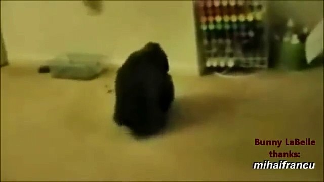 Easter Bunny MATING SEX FAIL - الحيوانات الجنس