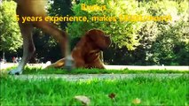 FAMOUS DOG GIGOLOS (18 ) - Famoso perro Gigolos - الحب الحيوان