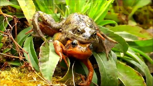 MATING FROGS ★ Party Animals - الحيوانات الجنس