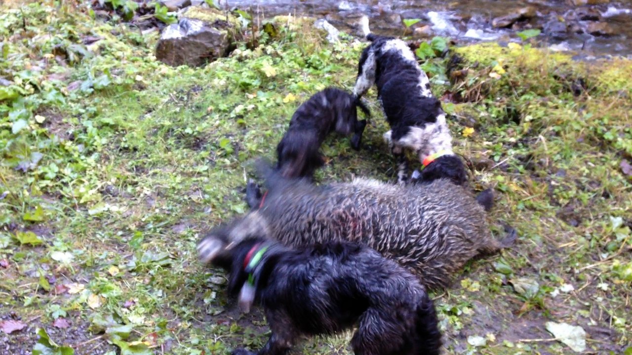 Jeunes chiens WARTHEL sur sanglier