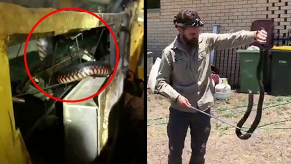 Sneaky Snake Hides In Lamborghini Door