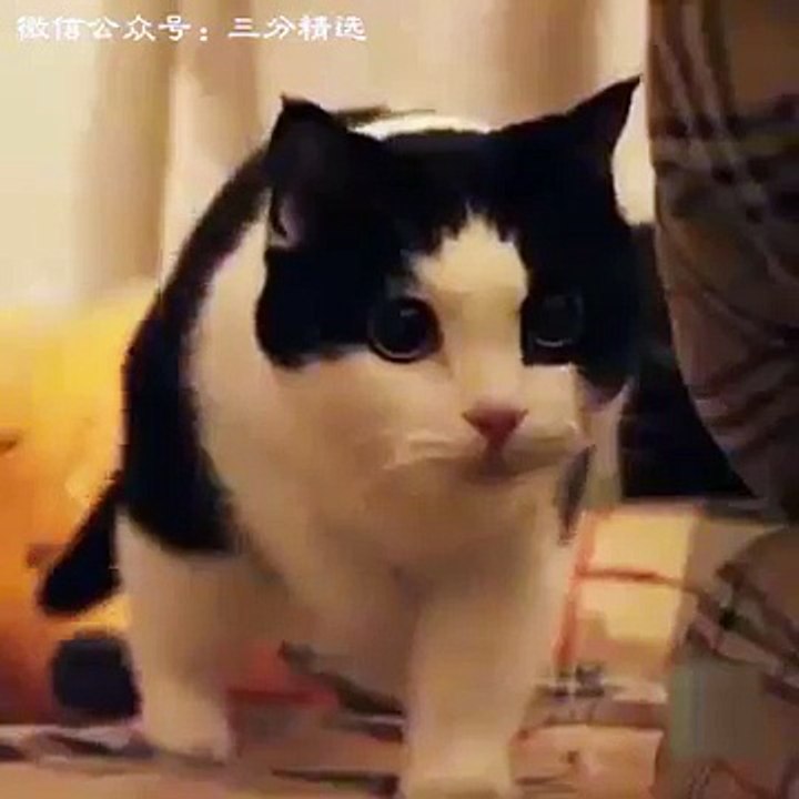 Dans Eden Komik Evcil Hayvanlardan Derlemeler (Kedi Köpek Domuz Kuş Sincap Ayı)_ Kadim VideoDiyar