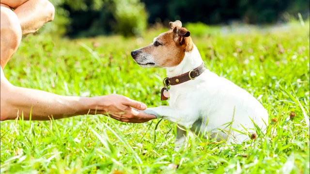 TED's Dogs - (201) 283-9173