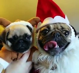 Who wants a pug for Christmas?