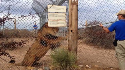 La grosse frayeur d'un soigneur de lions qui a bien fait rire des touristes