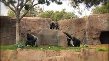 San Diego Zoo Kids - Gorillas