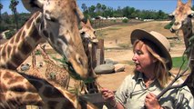 San Diego Zoo Kids - Giraffe