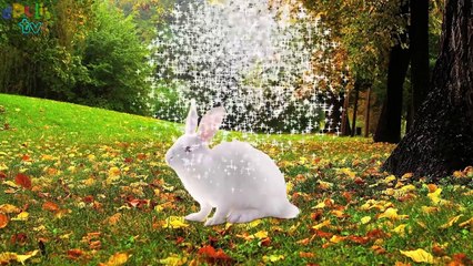 ABC Learning for children | Learn english online | Learn WILD ANIMALS names