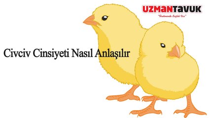 Civciv cinsiyet ayrımı