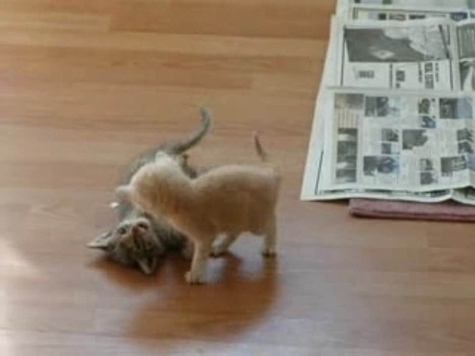 Comment interrompre un combat de chatons ?