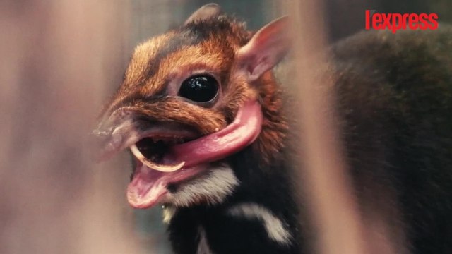Un cerf souris naît pour la première fois en Angleterre