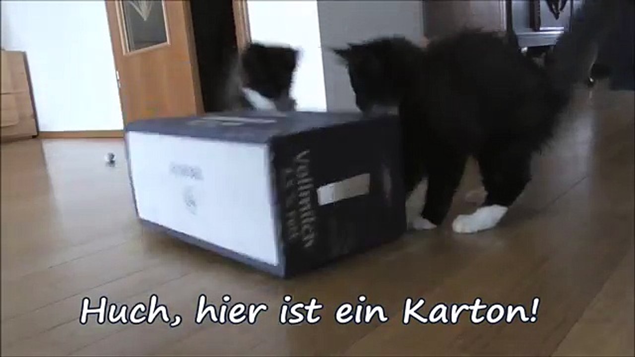 11 Wochen alte Maine Coon Babys entdecken einen Karton zum Spielen