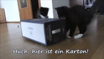 11 Wochen alte Maine Coon Babys entdecken einen Karton zum Spielen