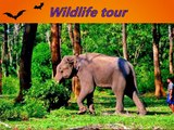 Wildlife and Delhi Agra Jaipur Tour By Best Holiday Planner In India